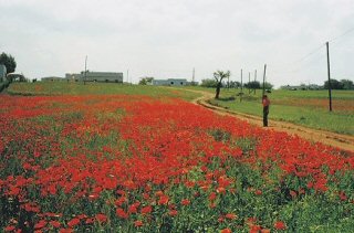 Mohnfeld